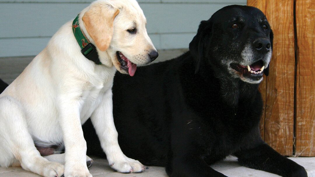 Introducing dog sales to a cat